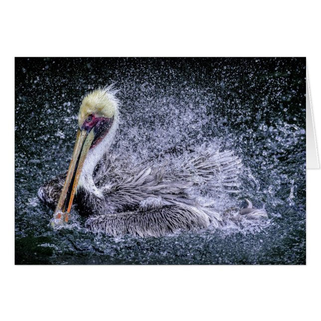 USA, Florida. Brown Pelican (Front Horizontal)