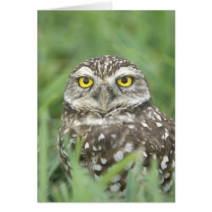 USA, Florida, Cape Coral, Burrowing Owl (Athene