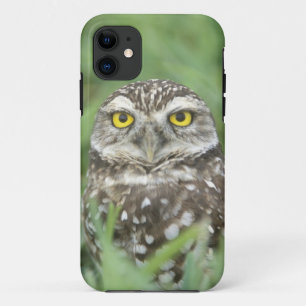 USA, Florida, Cape Coral, Burrowing Owl (Athene iPhone 11 Case
