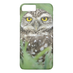 USA, Florida, Cape Coral, Burrowing Owl (Athene iPhone 8 Plus/7 Plus Case