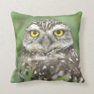 USA, Florida, Cape Coral, Burrowing Owl (Athene Cushion