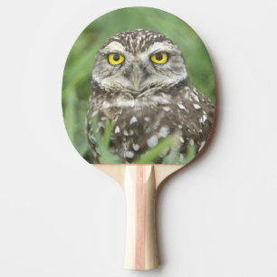 USA, Florida, Cape Coral, Burrowing Owl (Athene Ping Pong Paddle
