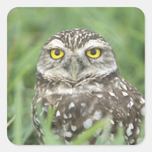 USA, Florida, Cape Coral, Burrowing Owl (Athene Square Sticker