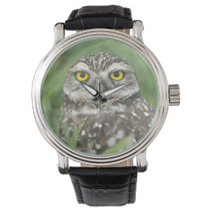 USA, Florida, Cape Coral, Burrowing Owl (Athene Watch