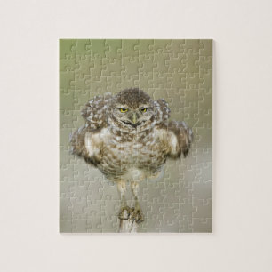 USA, Florida, Cape Coral, Close-up of burrowing Jigsaw Puzzle