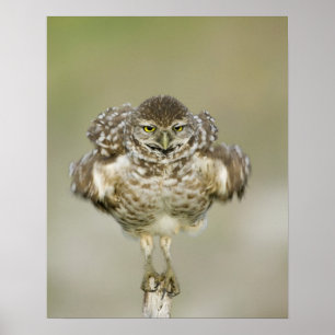 USA, Florida, Cape Coral, Close-up of burrowing Poster