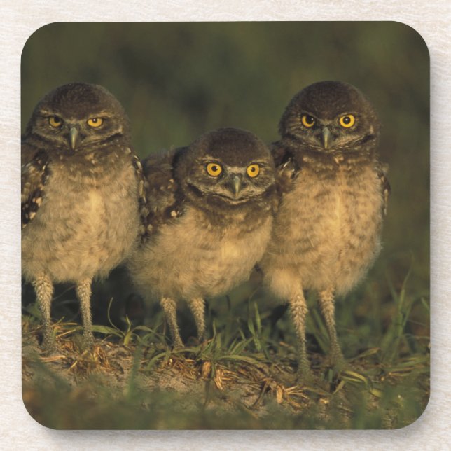 USA, Florida, Cape Coral. Three Burrowing Owls Coaster (Front)