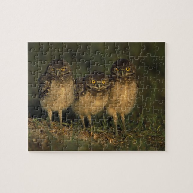 USA, Florida, Cape Coral. Three Burrowing Owls Jigsaw Puzzle (Horizontal)