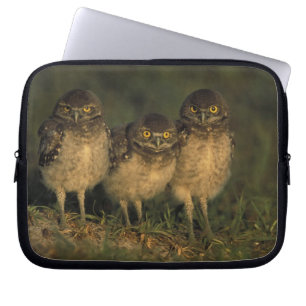 USA, Florida, Cape Coral. Three Burrowing Owls Laptop Sleeve