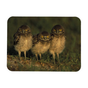 USA, Florida, Cape Coral. Three Burrowing Owls Magnet