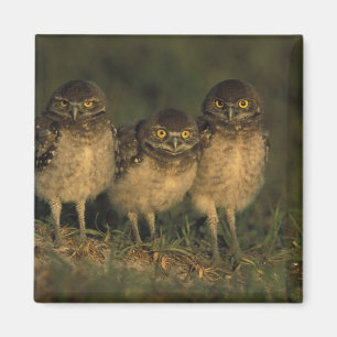USA, Florida, Cape Coral. Three Burrowing Owls Magnet