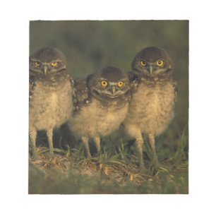 USA, Florida, Cape Coral. Three Burrowing Owls Notepad
