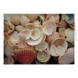 USA, Florida. Close Up Of Shells On Santa Rosa