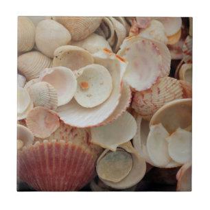 USA, Florida. Close Up Of Shells On Santa Rosa Ceramic Tile
