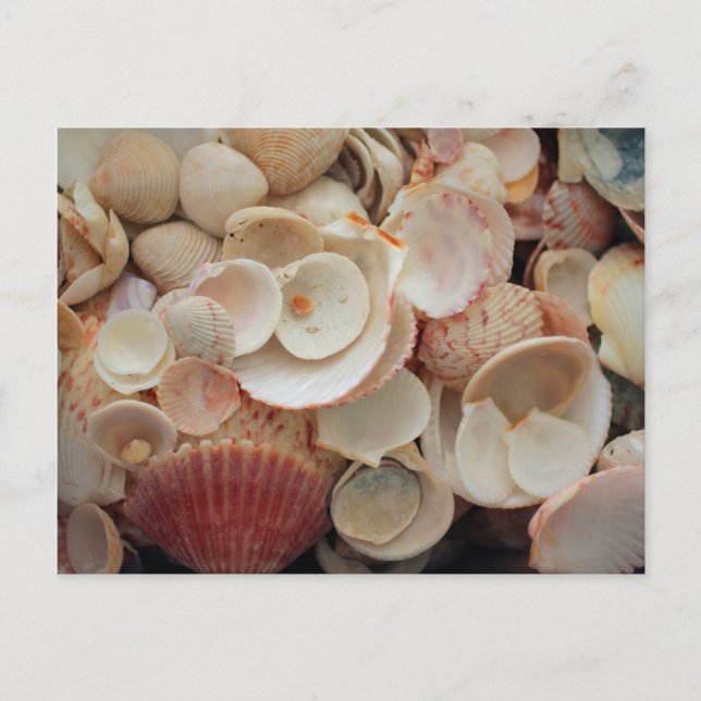 USA, Florida. Close Up Of Shells On Santa Rosa Postcard (Front)