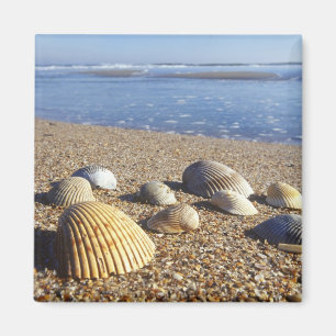 USA, Florida, Coastal Sea Shells Magnet