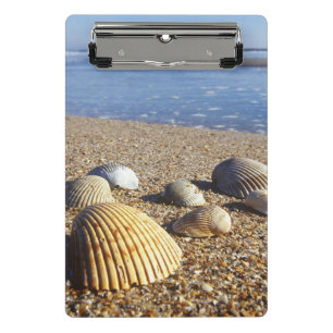USA, Florida, Coastal Sea Shells Mini Clipboard