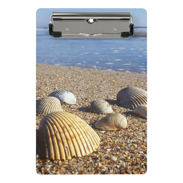 USA, Florida, Coastal Sea Shells Mini Clipboard (Front)