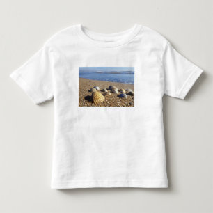 USA, Florida, Coastal Sea Shells Toddler T-Shirt