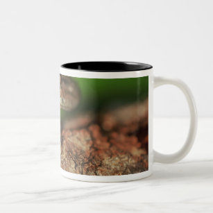 USA, Florida, Cuban Tree Frog. Two-Tone Coffee Mug