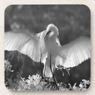 USA, Florida, Great Egret (Ardea alba) infrared 2 Coaster