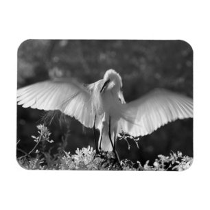 USA, Florida, Great Egret (Ardea alba) infrared 2 Magnet