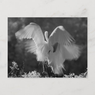 USA, Florida, Great Egret (Ardea alba) infrared 3 Postcard