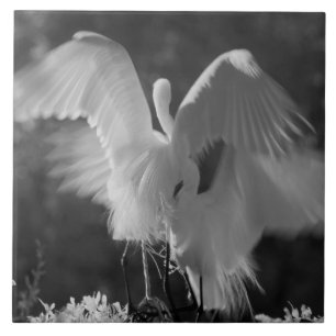 USA, Florida, Great Egret (Ardea alba) infrared 3 Tile
