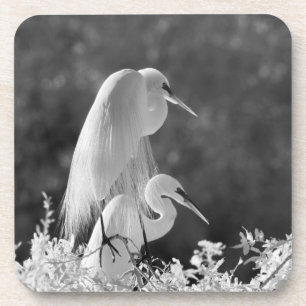 USA, Florida, Great Egret (Ardea alba) infrared Coaster