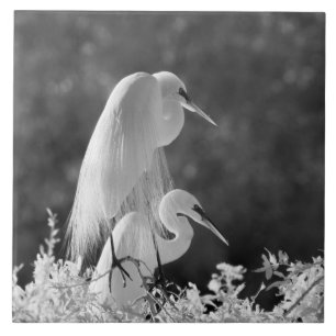 USA, Florida, Great Egret (Ardea alba) infrared Tile