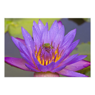USA, Florida, Lake Kissimmee. Green leaf frog Photo Print