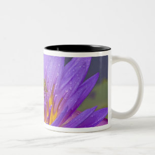 USA, Florida, Lake Kissimmee. Green leaf frog Two-Tone Coffee Mug