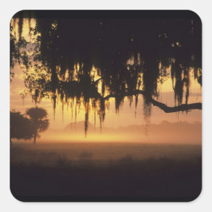 USA, Florida, Lake Kissimmee. Sunrise silhouette Square Sticker