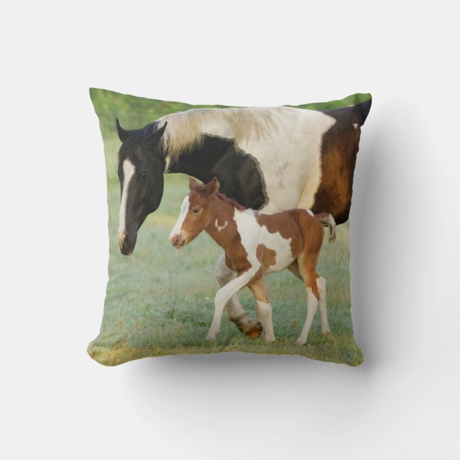 USA, Florida, Newborn Paint filly Cushion (Front)