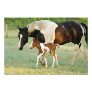 USA, Florida, Newborn Paint filly Photo Print