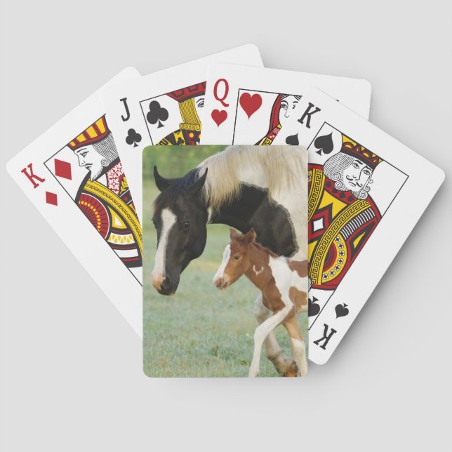 USA, Florida, Newborn Paint filly Playing Cards (Back)