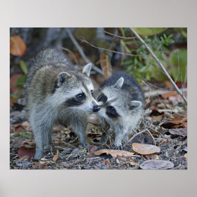 USA, Florida, Sanibel, Ding Darling National Poster (Front)