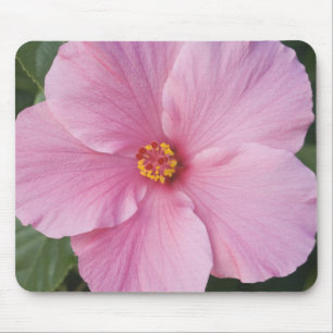 USA, Florida, Sanibel, Hibiscus Rose of Mouse Pad
