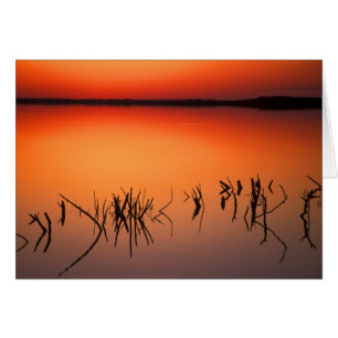 USA, Florida. Silhouettes of dead tree branches