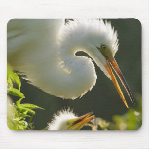 USA, Florida, St. Augustine, Alligator farm Mouse Pad