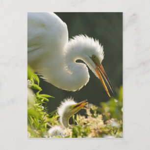 USA, Florida, St. Augustine, Alligator farm Postcard