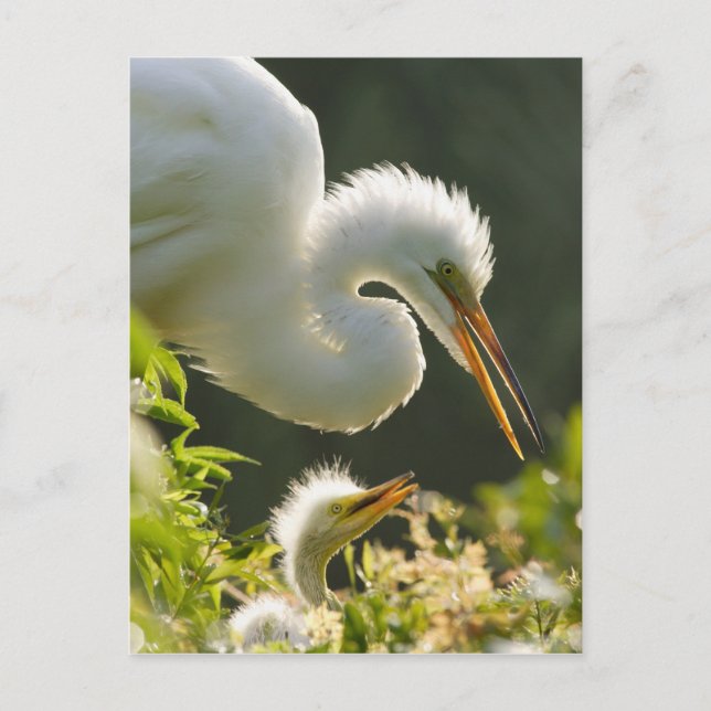 USA, Florida, St. Augustine, Alligator farm Postcard (Front)