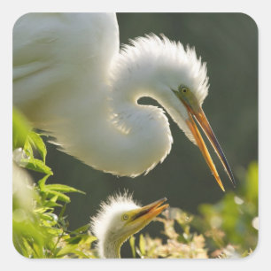 USA, Florida, St. Augustine, Alligator farm Square Sticker