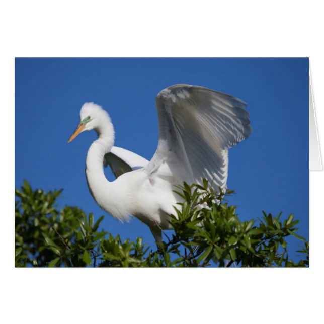 USA, Florida, St. Augustine, Egret (Front Horizontal)