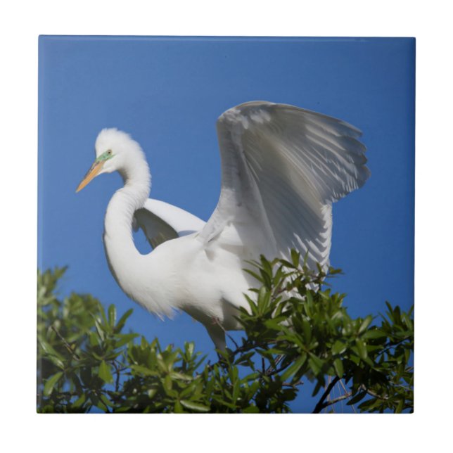 USA, Florida, St. Augustine, Egret Ceramic Tile (Front)