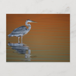 USA, Florida, St. Petersburg, Fort De Soto 2 Postcard