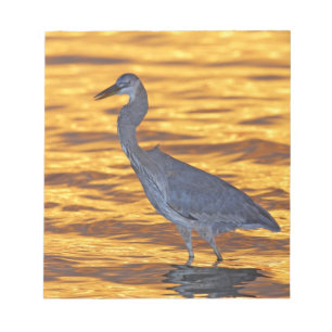 USA, Florida, St. Petersburg, Fort De Soto Park. Notepad
