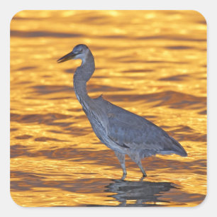 USA, Florida, St. Petersburg, Fort De Soto Park. Square Sticker