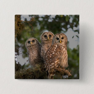 USA, Florida, Viera Wetlands. Three barred 15 Cm Square Badge