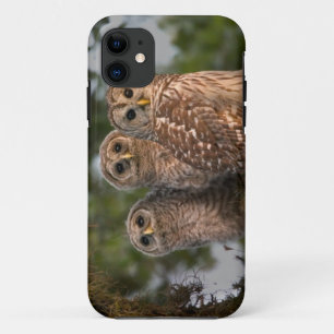 USA, Florida, Viera Wetlands. Three barred iPhone 11 Case